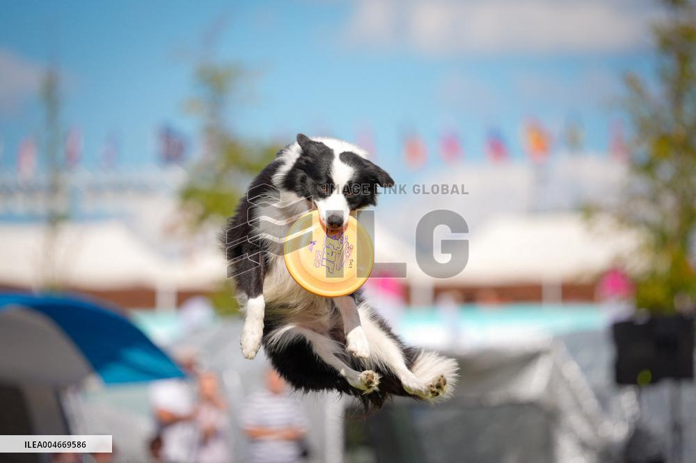20th Flying Dogs Frisbee Competition - Warsaw