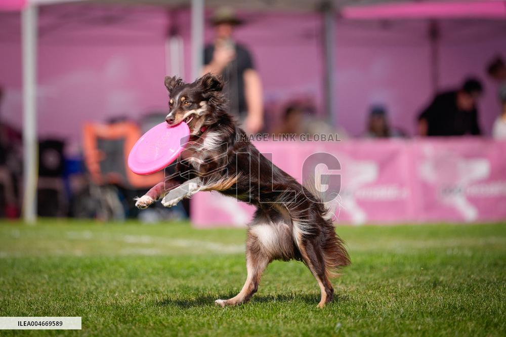 20th Flying Dogs Frisbee Competition - Warsaw