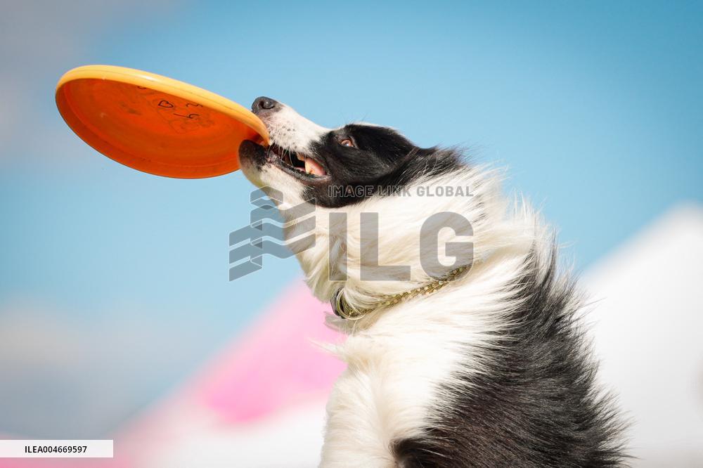 20th Flying Dogs Frisbee Competition - Warsaw
