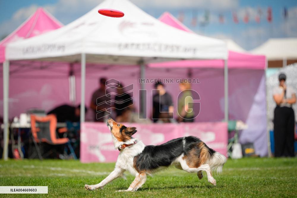 20th Flying Dogs Frisbee Competition - Warsaw