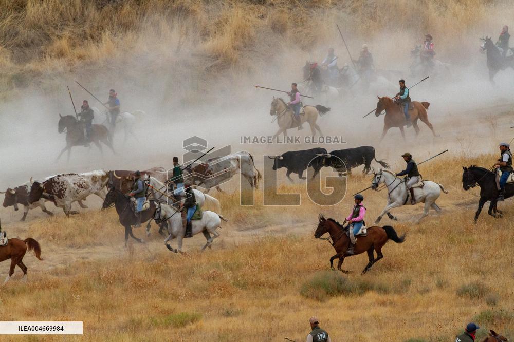 Running of The Bulls of Cuellar 2025 - Spain