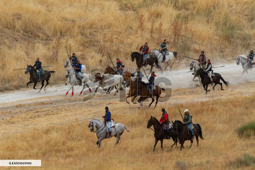 Running of The Bulls of Cuellar 2025 - Spain