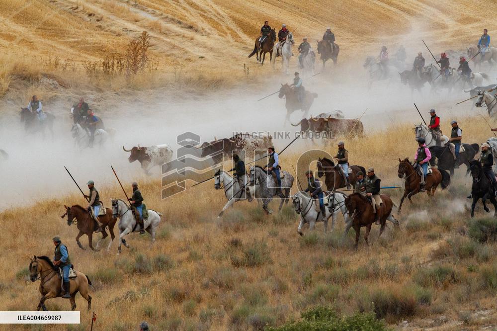 Running of The Bulls of Cuellar 2025 - Spain