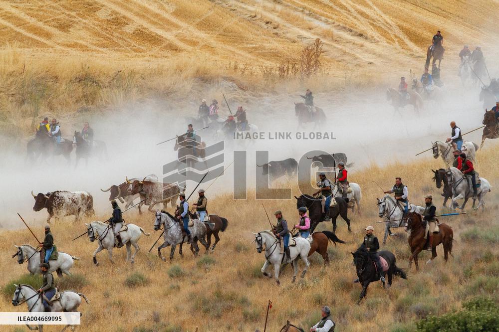 Running of The Bulls of Cuellar 2025 - Spain