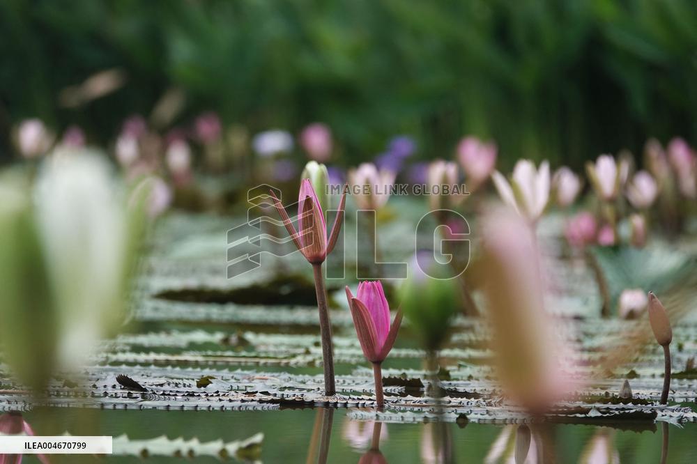 Water Lilies Of Nanning - China