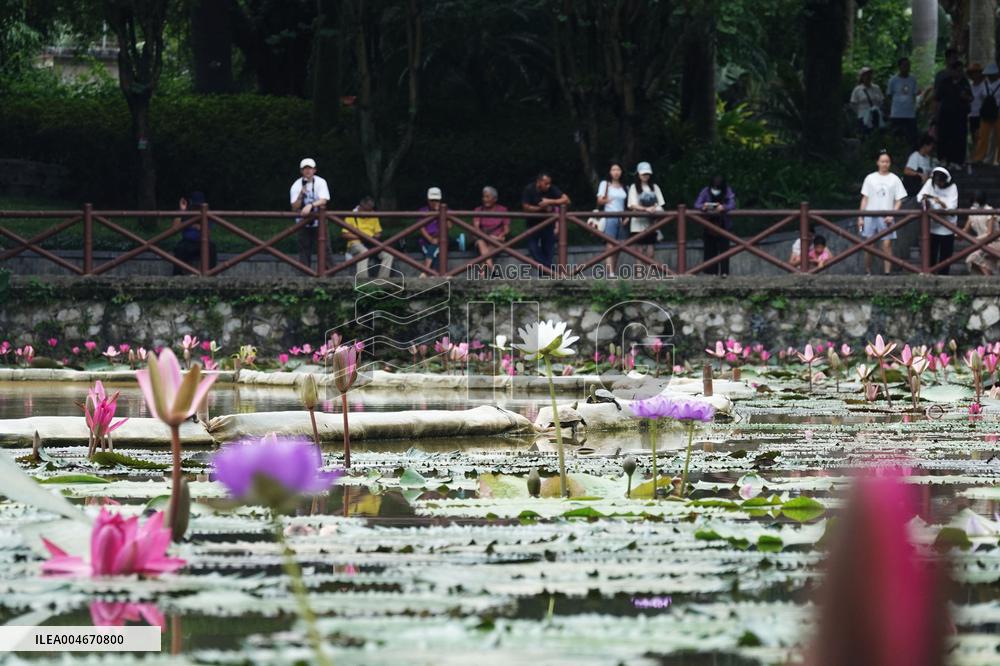 Water Lilies Of Nanning - China