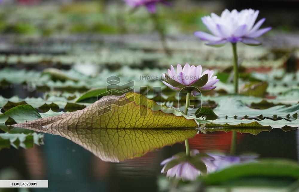 Water Lilies Of Nanning - China