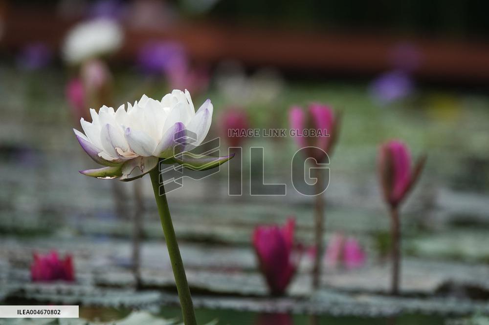 Water Lilies Of Nanning - China