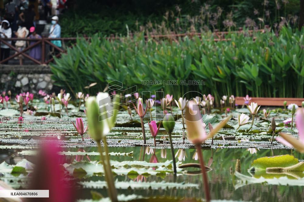 Water Lilies Of Nanning - China