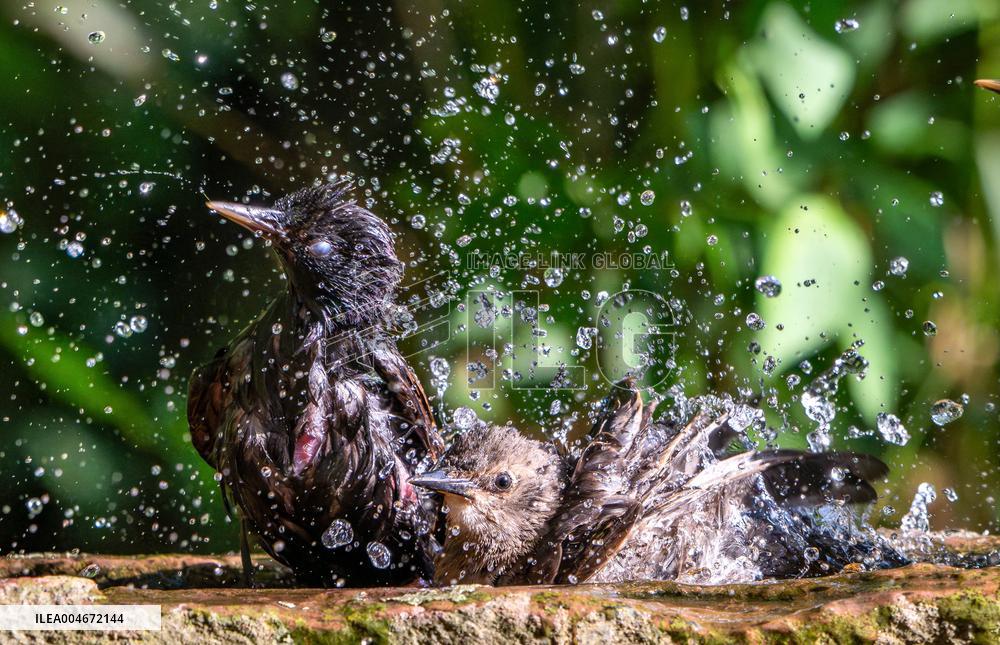 Amazing variety of birds at a stone Basin during heatwave - Paris
