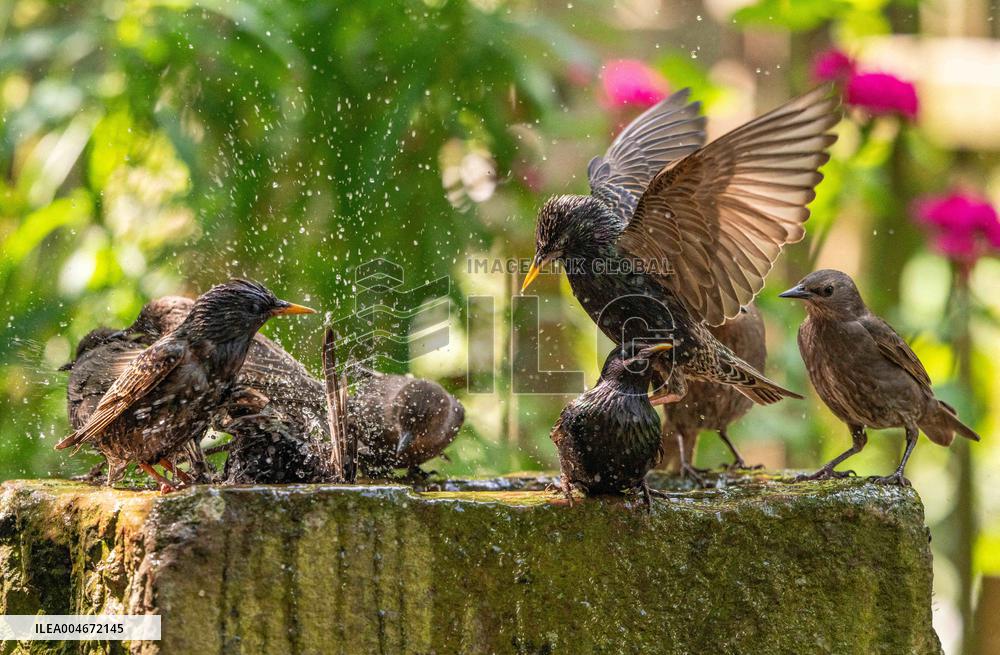 Amazing variety of birds at a stone Basin during heatwave - Paris
