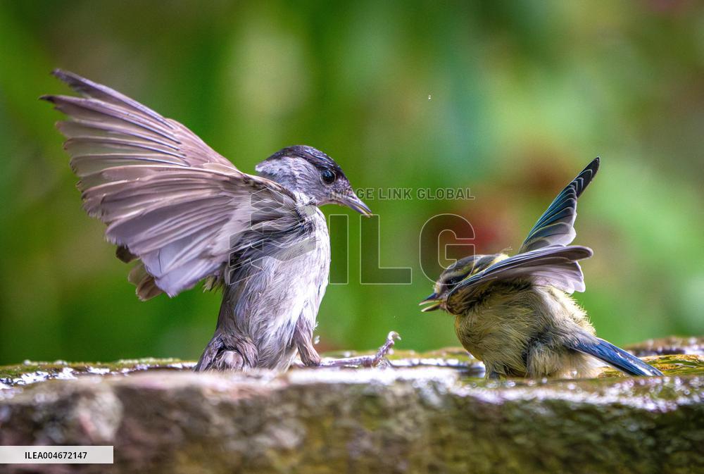 Amazing variety of birds at a stone Basin during heatwave - Paris