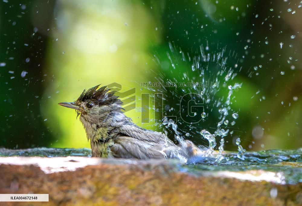 Amazing variety of birds at a stone Basin during heatwave - Paris
