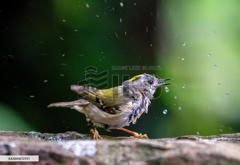 Amazing variety of birds at a stone Basin during heatwave - Paris