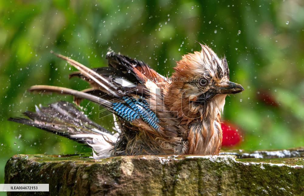 Amazing variety of birds at a stone Basin during heatwave - Paris