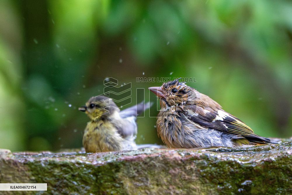 Amazing variety of birds at a stone Basin during heatwave - Paris