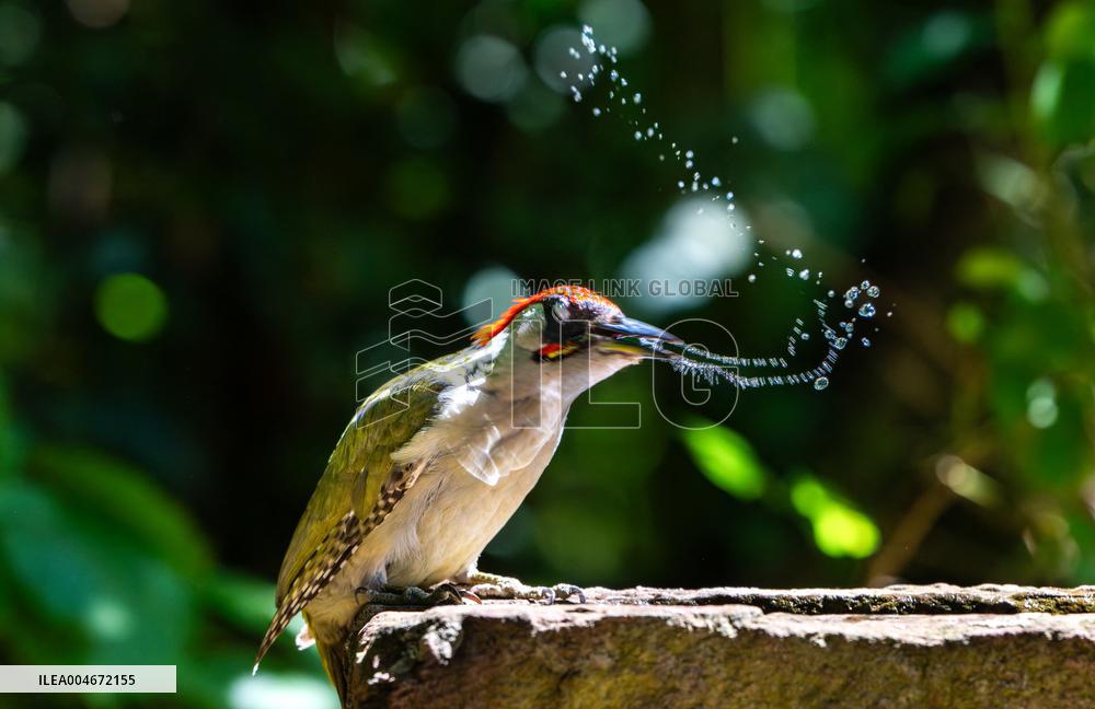 Amazing variety of birds at a stone Basin during heatwave - Paris
