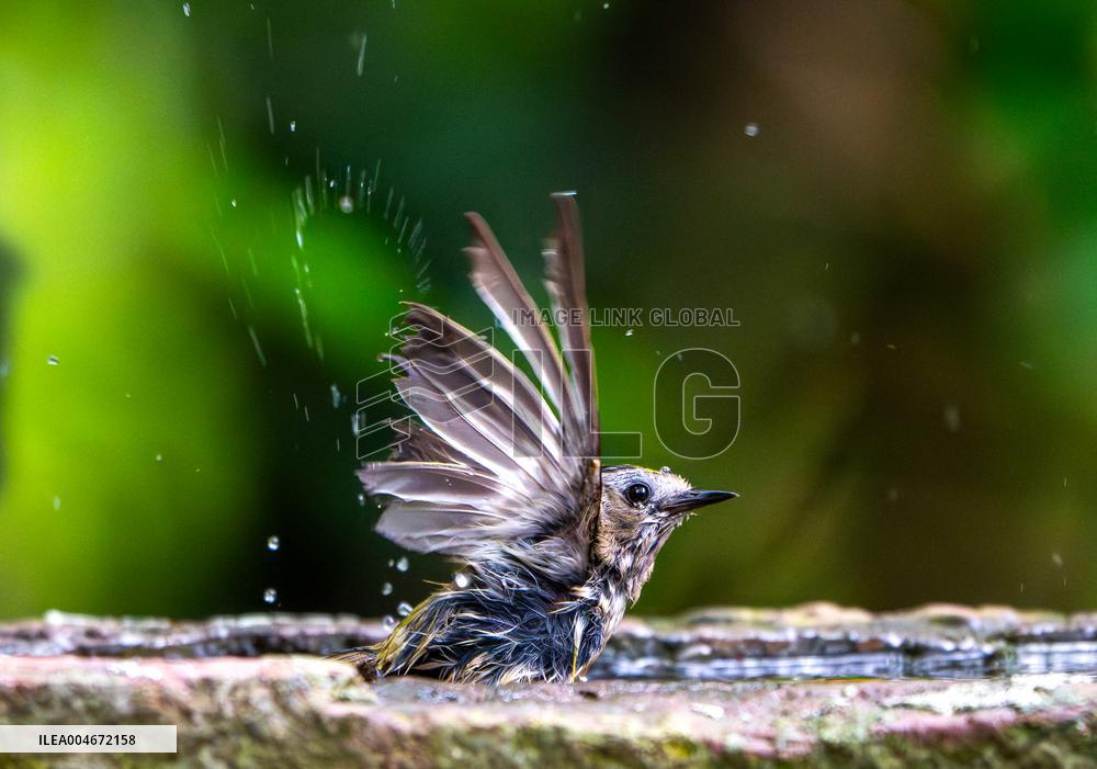 Amazing variety of birds at a stone Basin during heatwave - Paris