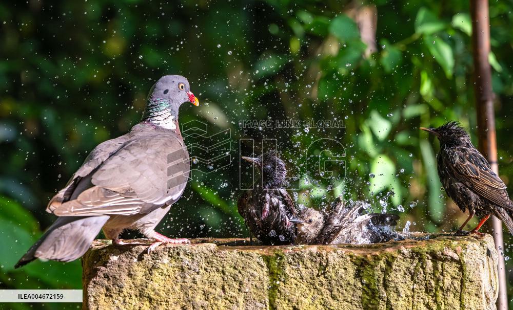Amazing variety of birds at a stone Basin during heatwave - Paris