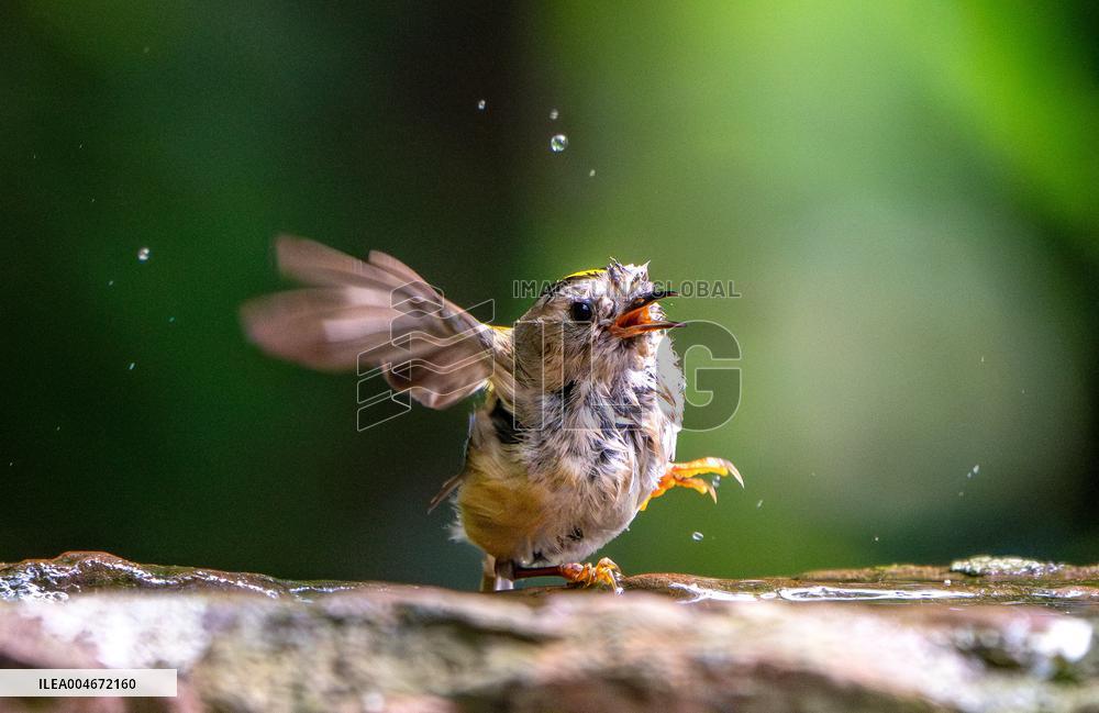 Amazing variety of birds at a stone Basin during heatwave - Paris