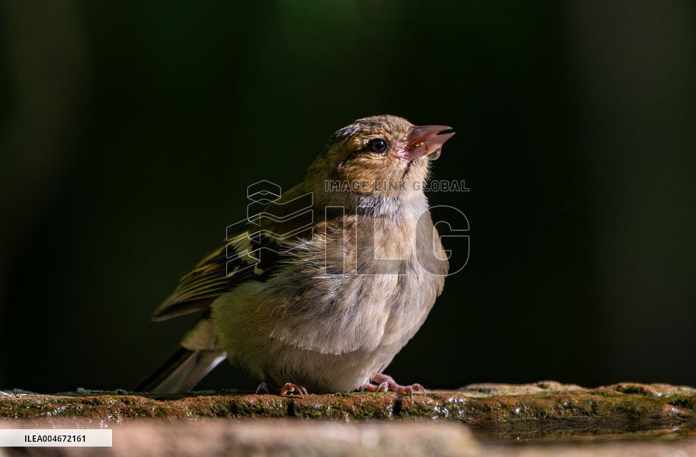 Amazing variety of birds at a stone Basin during heatwave - Paris