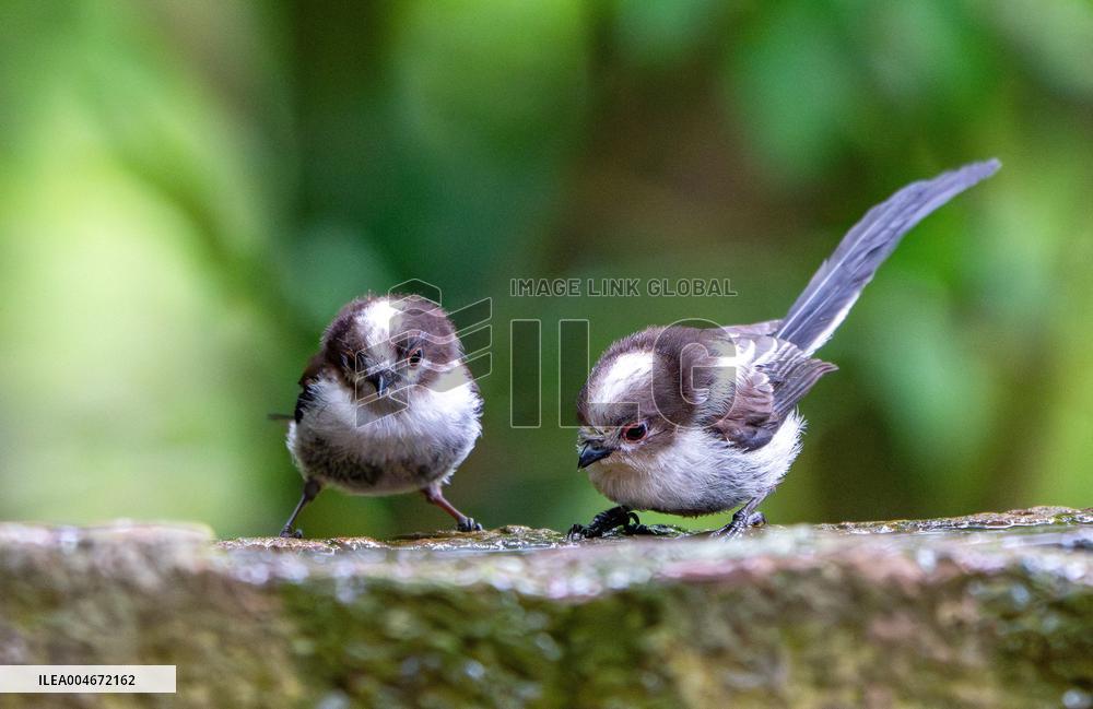 Amazing variety of birds at a stone Basin during heatwave - Paris