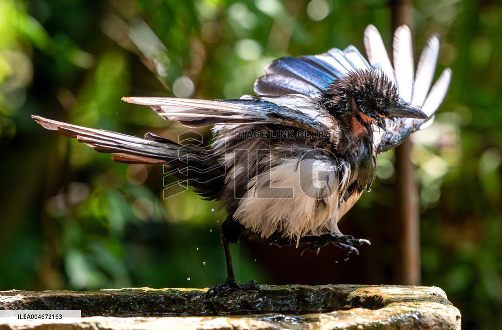 Amazing variety of birds at a stone Basin during heatwave - Paris