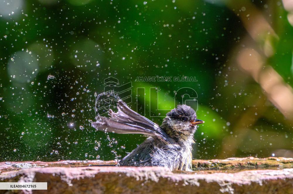 Amazing variety of birds at a stone Basin during heatwave - Paris