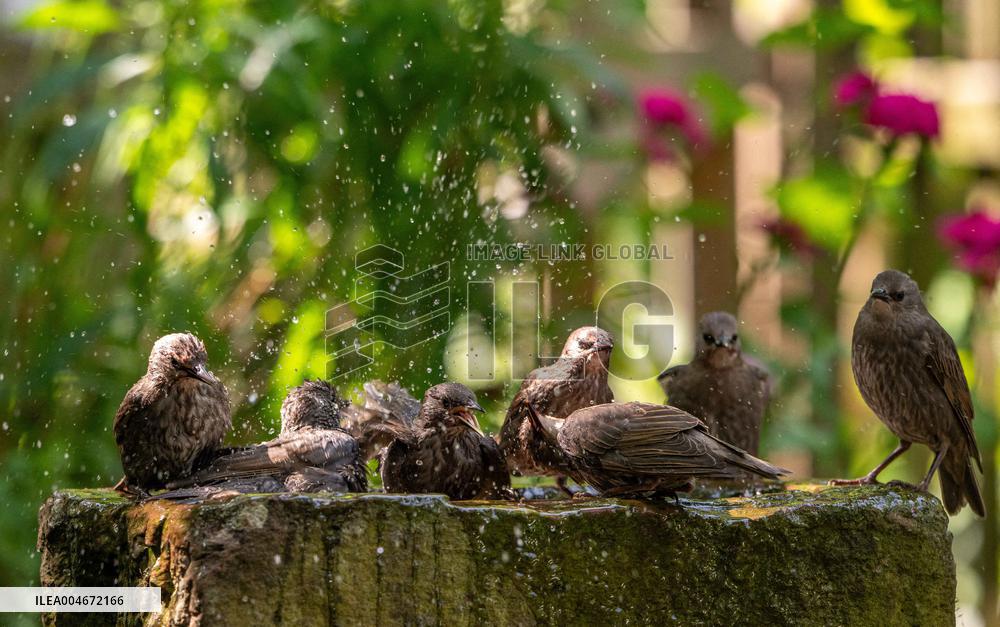 Amazing variety of birds at a stone Basin during heatwave - Paris