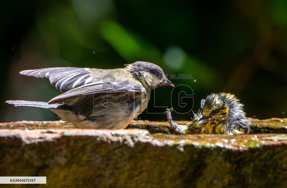 Amazing variety of birds at a stone Basin during heatwave - Paris