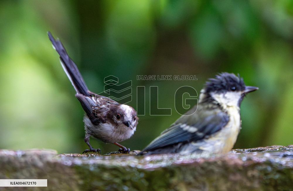Amazing variety of birds at a stone Basin during heatwave - Paris