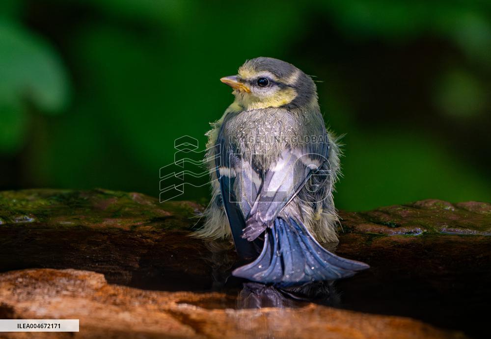 Amazing variety of birds at a stone Basin during heatwave - Paris