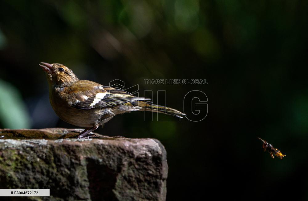 Amazing variety of birds at a stone Basin during heatwave - Paris