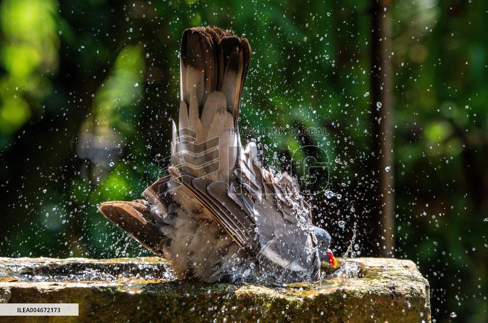 Amazing variety of birds at a stone Basin during heatwave - Paris