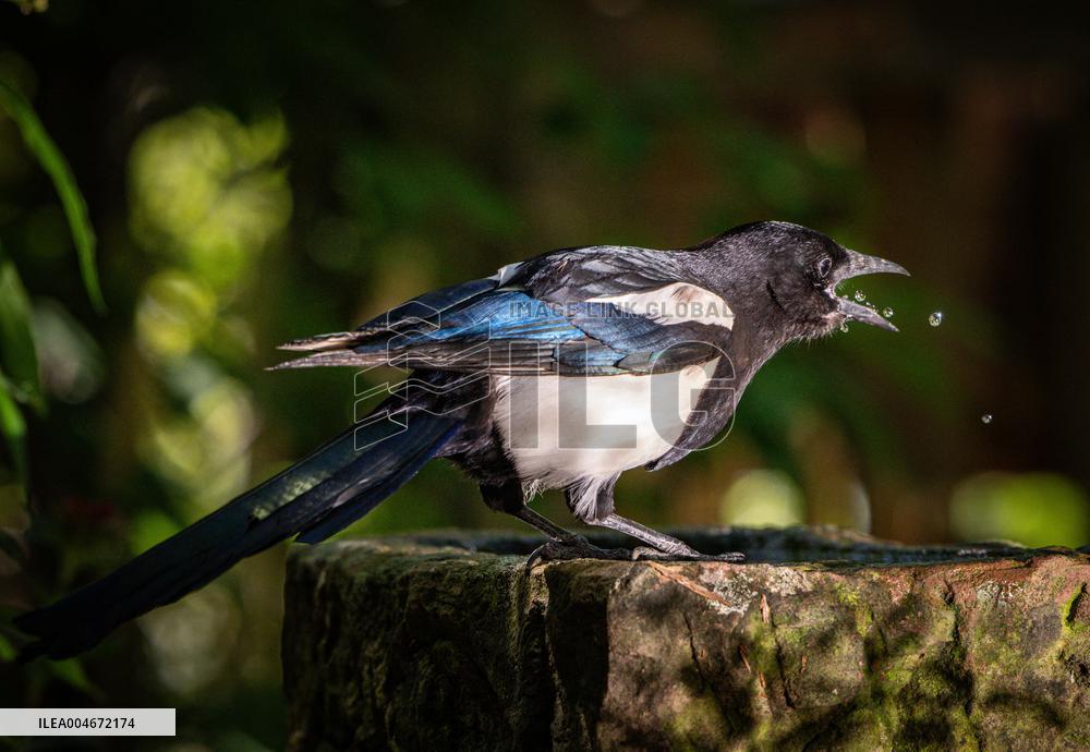 Amazing variety of birds at a stone Basin during heatwave - Paris