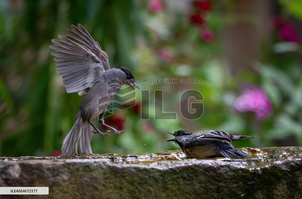 Amazing variety of birds at a stone Basin during heatwave - Paris