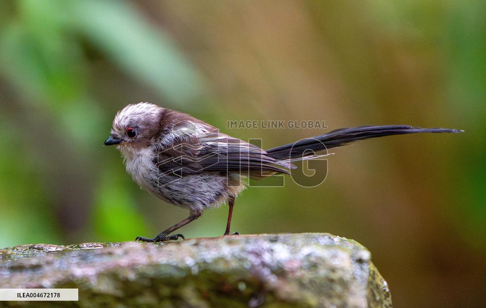 Amazing variety of birds at a stone Basin during heatwave - Paris