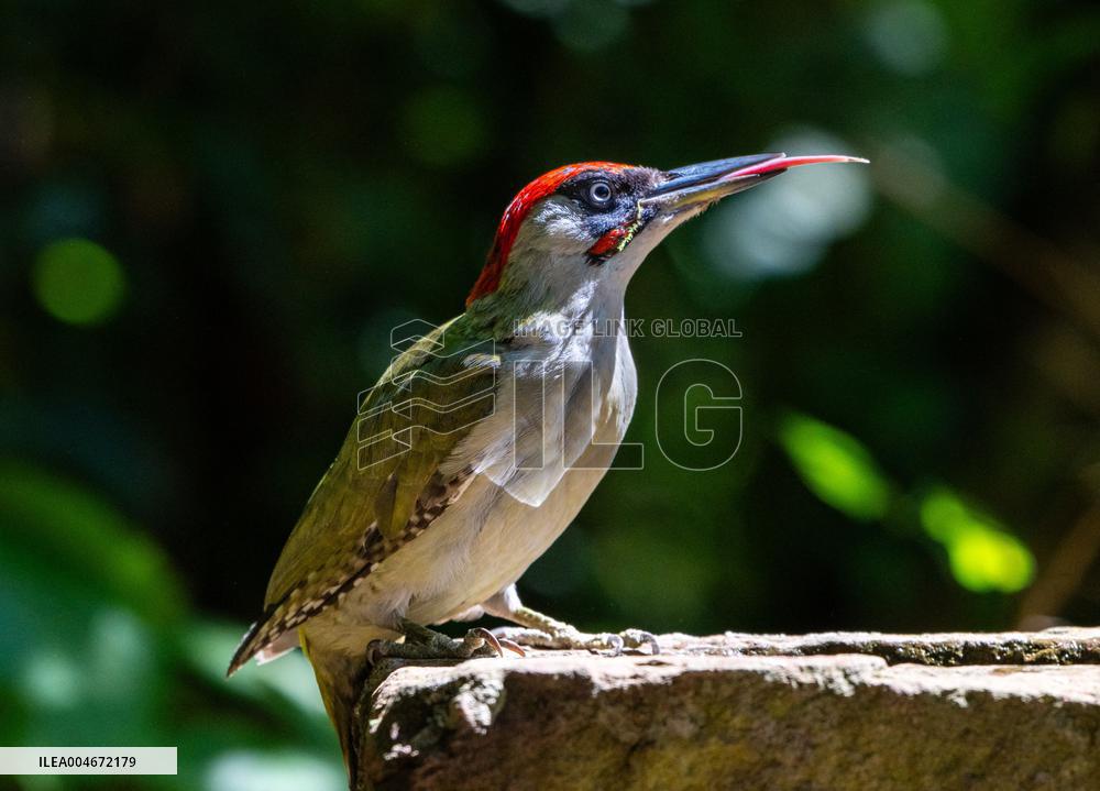 Amazing variety of birds at a stone Basin during heatwave - Paris