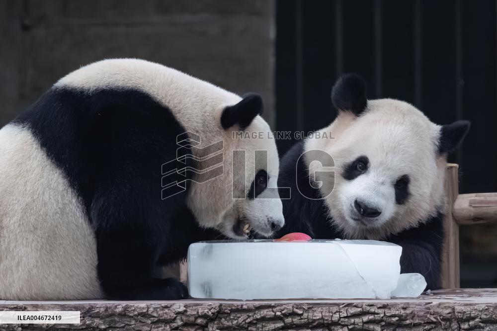 Chongqing Zoo Giant Panda