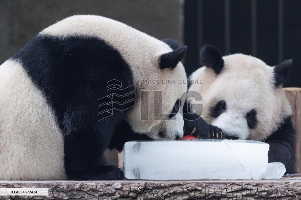 Chongqing Zoo Giant Panda
