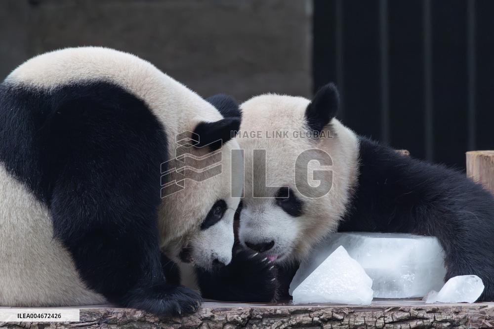 Chongqing Zoo Giant Panda