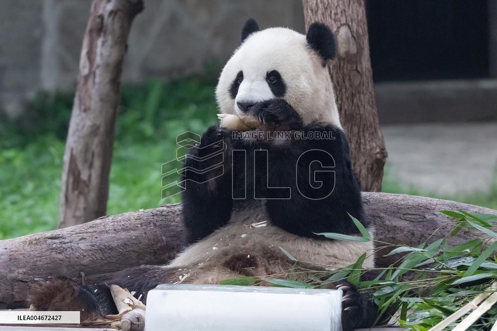 Chongqing Zoo Giant Panda