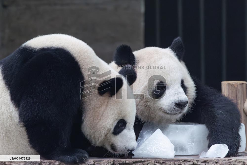Chongqing Zoo Giant Panda