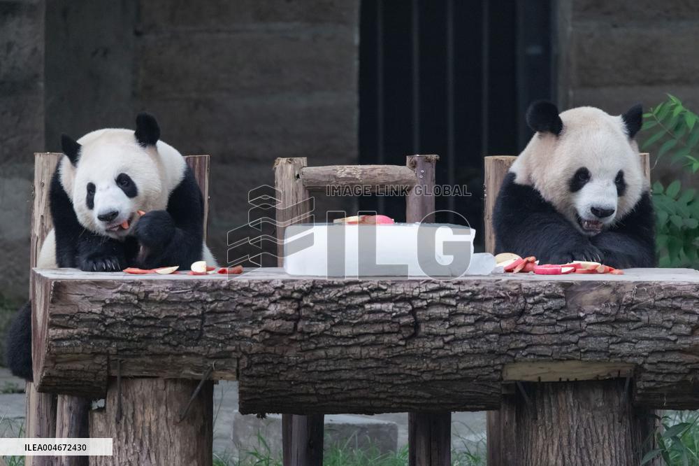 Chongqing Zoo Giant Panda
