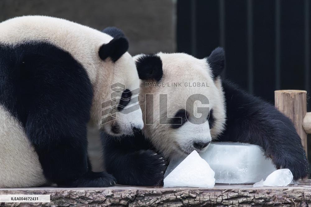 Chongqing Zoo Giant Panda