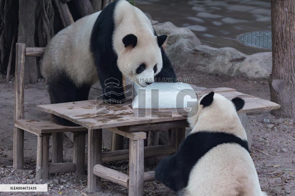 Chongqing Zoo Giant Panda