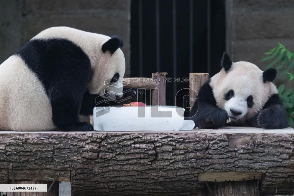 Chongqing Zoo Giant Panda