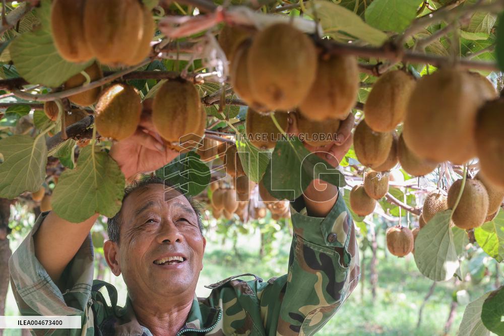Kiwifruit Harvest in Pingdingshan