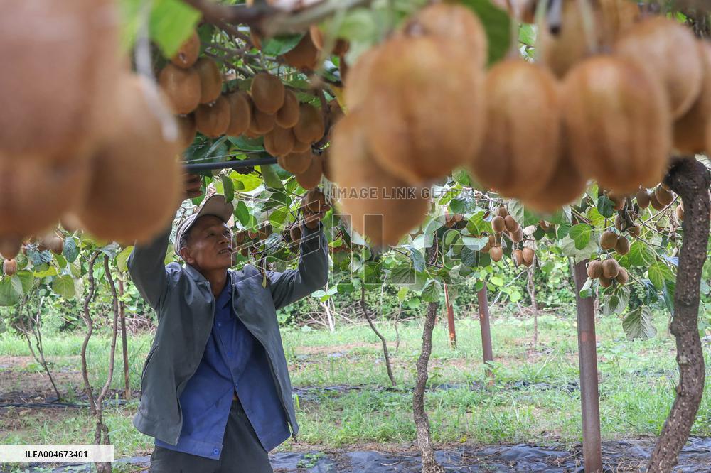 Kiwifruit Harvest in Pingdingshan