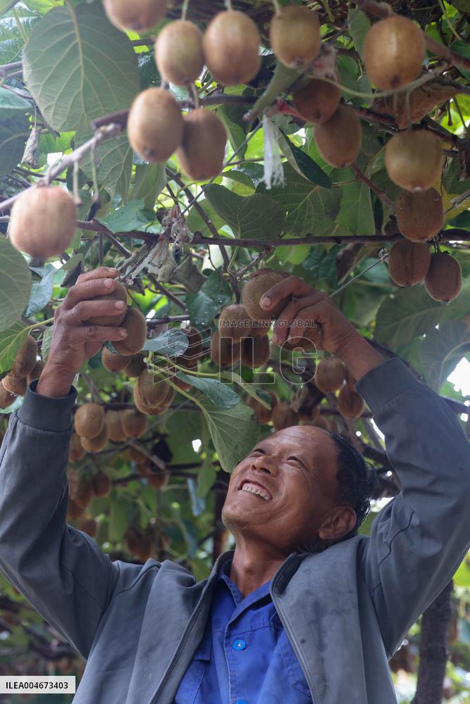 Kiwifruit Harvest in Pingdingshan